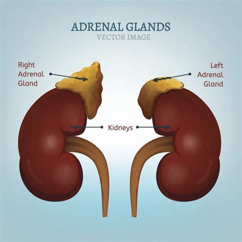 Adrenal Gland Diagram Labeled