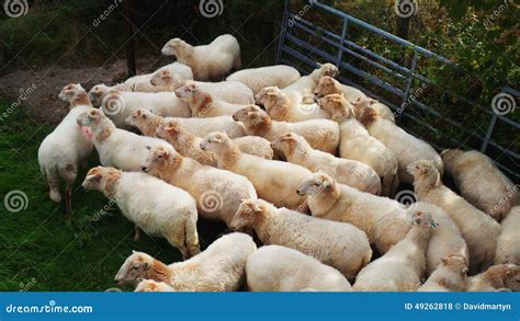 Sheep stock photo. Image of national, wales, sheep, herd - 49262818