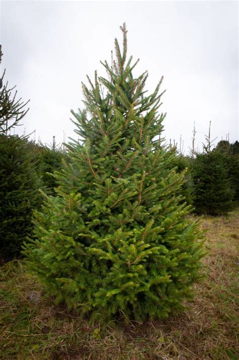 9 Ft Norway Spruce Christmas Tree – Northumberland Christmas Trees