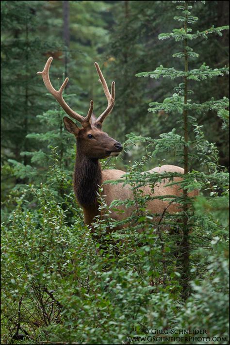 Photo :: Young Bull Elk