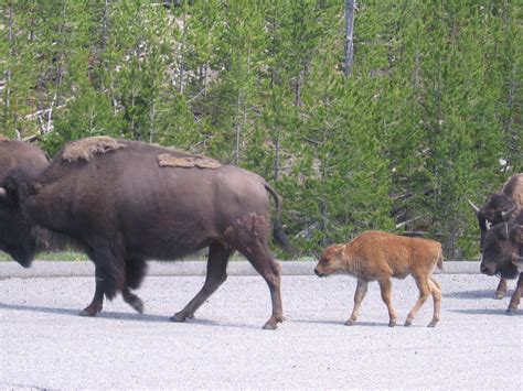 Kyla's Adventures: Day 2 in Yellowstone: Buffalo Stampede