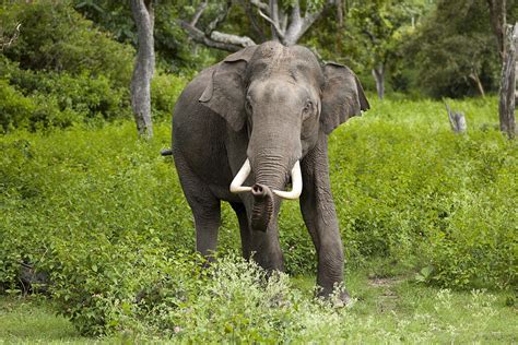 Indian elephant - Wikipedia