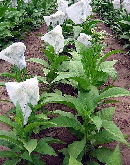 Virginia Red Tobacco Seeds - Huge selection! Many different varieties of tobacco leaf seeds for ...