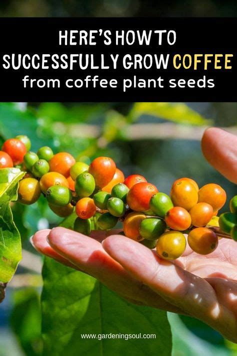 15 Coffee plant care & growing tips ideas | coffee plant, coffee tree, coffee