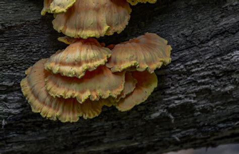 Turkey Tail Mushroom Benefits to Health - Minneopa Orchards