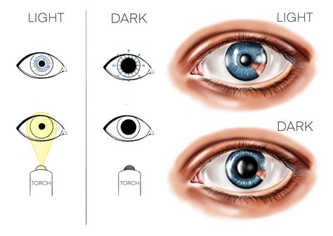 Iris and pupil - Gene Vision