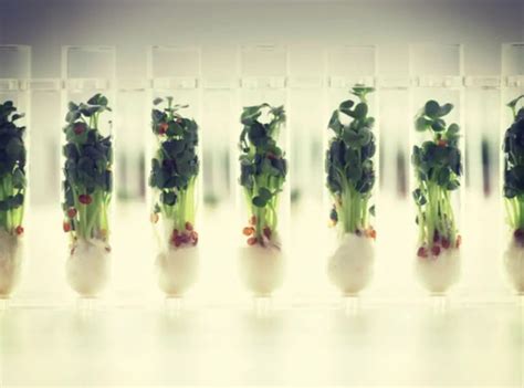 5 Benefits of Food Biotechnology That You Must Know