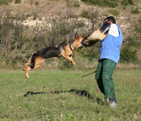 german shepherd in attack | Stock image | Colourbox