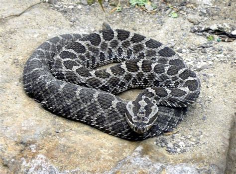 Massasauga Rattlesnake Facts and Pictures