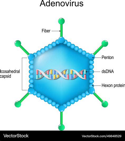 Adenovirus structure close-up of a virion anatomy Vector Image