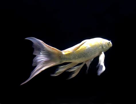 Yellow fish in aquarium 1954973 Stock Photo at Vecteezy