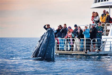 Whale Watching in Hermanus » Tours » African Peninsula Tours