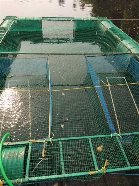 Cage Fish Farming | Fish farming, Farm, Garden netting