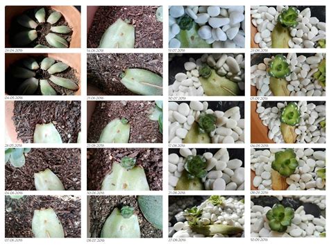 Succulent propagation - My first tries