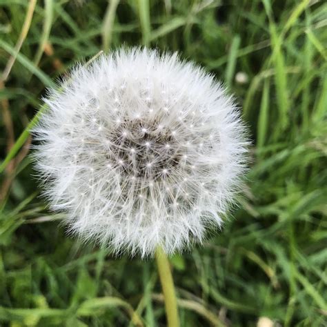 #Dandelion | White dandelion, Dandelion, Plants