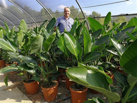 STRELITZIA NICOLAI. Giant Bird of Paradise | thepalmtreecompany