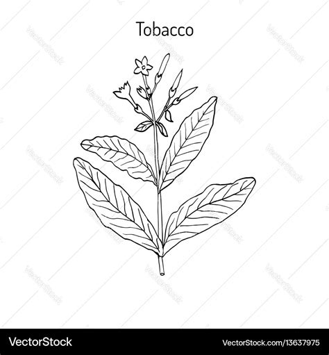 Tobacco plant hand drawn Royalty Free Vector Image