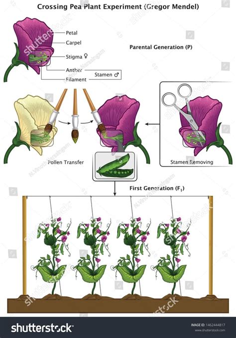 Mendel Genetic Concept Crossing Pea Plant Experiment Parental Generation and Pea Flower Parts ...