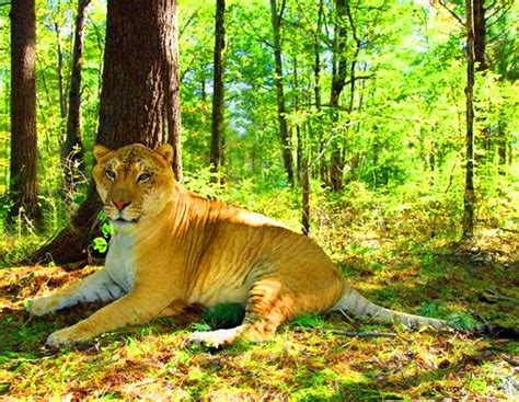 Hercules the Liger