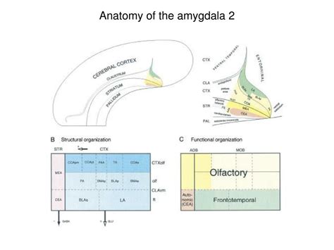 PPT - The Amygdala and Emotional Memory PowerPoint Presentation, free ...