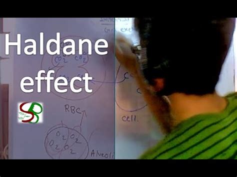 Haldane effect - YouTube