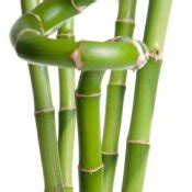 Growing "Lucky Bamboo" | ThriftyFun