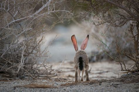 Black-Tailed Jackrabbit’s Back | Sean Crane Photography