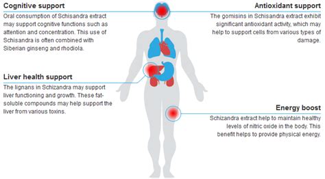 Schisandra | Health Benefits and Uses of Schisandra