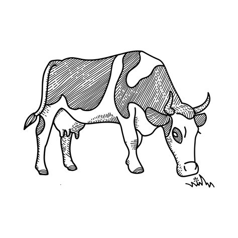 Sketch of spotted Cow eating grass sketch. Dairy cattle vector illustration. Hand Drawing ...