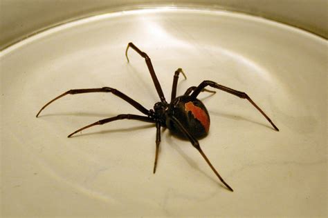 Australian Redback Spider : Biological Science Picture Directory – Pulpbits.net