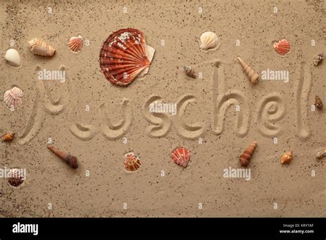 wallpaper with shells and starfish Stock Photo - Alamy