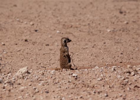 namibia, namib desert, bird, arid climate, nature, animals in the wild ...