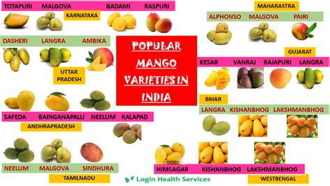 Popular Mango varieties in India – loginhealthservices.in