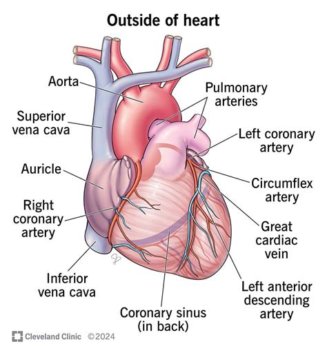 Heart: Anatomy & Function