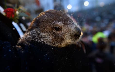 Meet Woody: Michigan's Own Groundhog Meteorologist