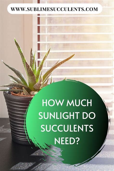 How Much Sunlight Do Succulents Need? | Succulents, Succulent care ...