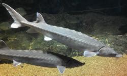 Critical Habitat for Atlantic Sturgeon Designated by NOAA | Westernbass.com