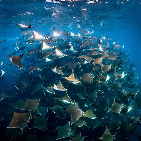 Mobula Expedition – Oceans Nation