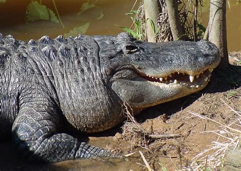 American Alligator| Alexandria Zoo