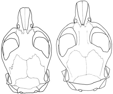 Skulls in dorsal view of (left) Microtus socialis (USNM 369 652; 22 km ...