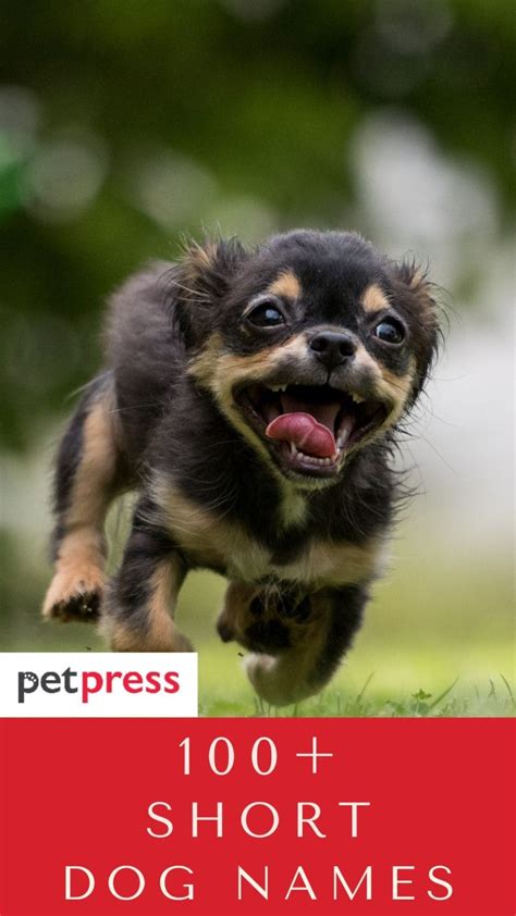 100+ Short Dog Names - Best List of Ideas - PetPress