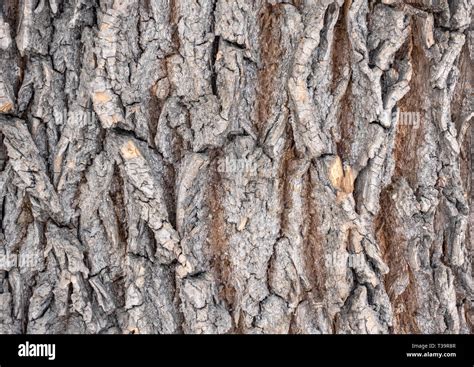 The bark of an old tree. Larch bark.. Detailed bark texture Stock Photo ...