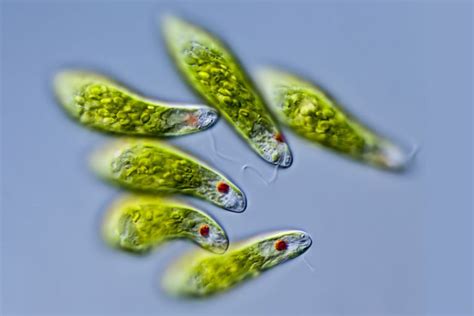 Euglena Cells - Anatomy and Reproduction