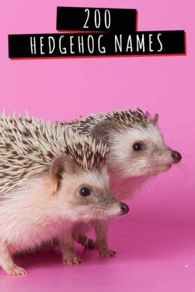 Hedgehog Names - 200 Amazing Ideas For Naming Your Prickly Pal