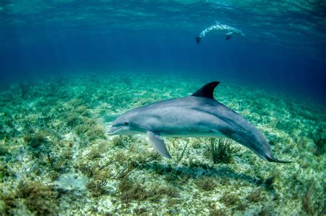 Dolphin 4k Ultra HD Wallpaper - FindSource