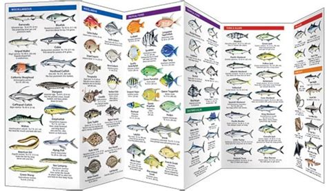 Saltwater Game Fish of North America (Pocket Fish Identification Guide®)