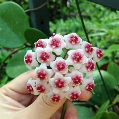 Hoya obovata for sale - HappyForestStore