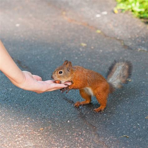 Squirrel feeding stock photo. Image of brown, rodent - 16136448