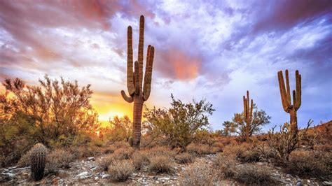 Cactus Desert Wallpaper 1920x1080 56532 - Baltana