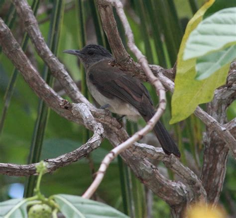 A Birder in The Philippines: Pandan Island, Mindoro - 23rd to 30th December